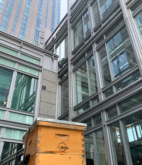 Alvéole beehive perched on a building rooftop surrounded by glass towers in a dense urban setting, BGO property