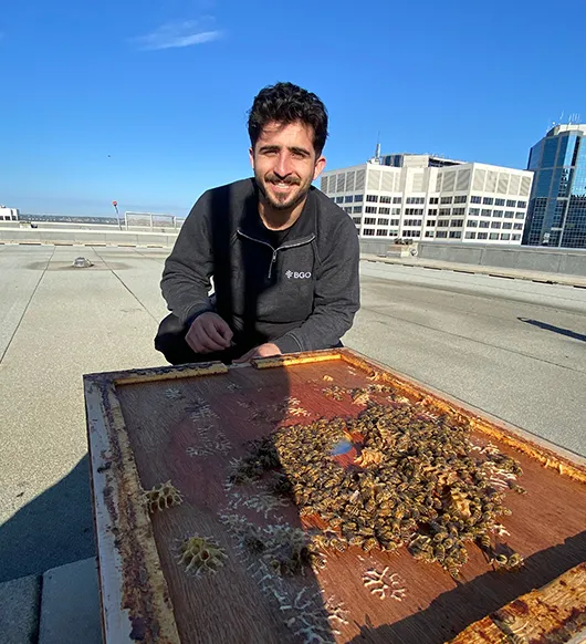 Man leaning over an open hive frame full of bees on a sunny rooftop at a BGO building