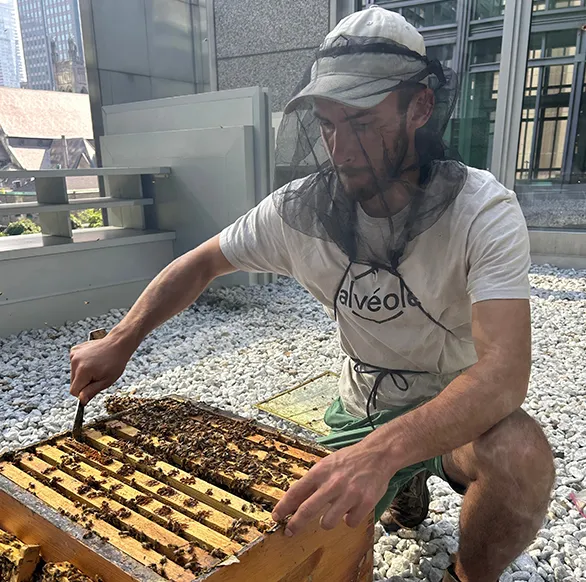 Alvéole beekeeper in a mesh veil inspecting a hive frame covered in bees on a rooftop, BGO property