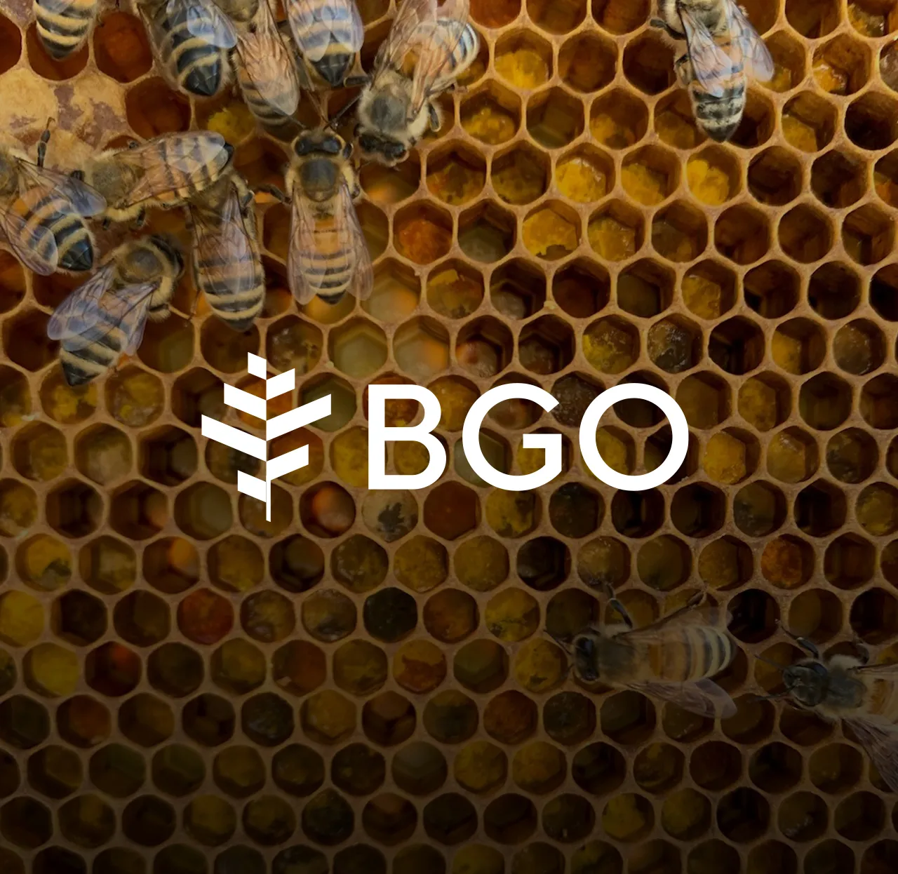BGO logo overlaid on a close-up photo of honeybees on golden honeycomb, BGO case study header image