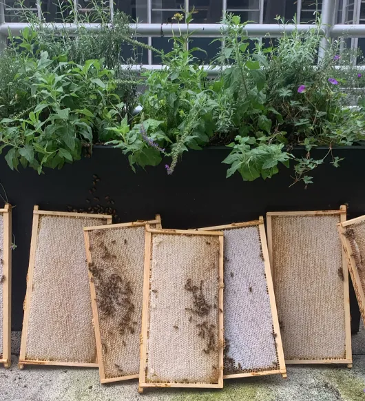 Multiple honeycomb frames laid out on a rooftop beside a planter of herbs during an Alvéole harvest event, Nuveen