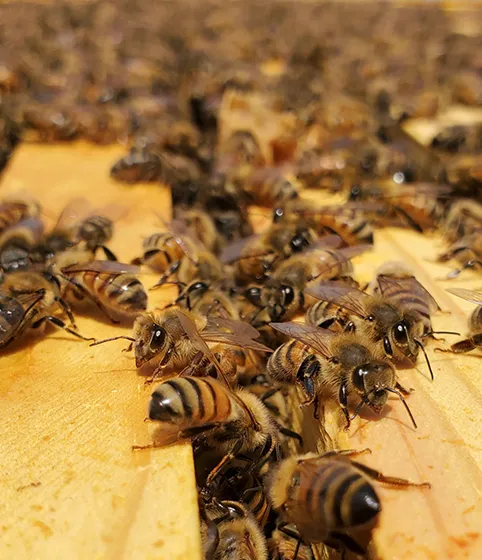 A dense cluster of honey bees covering the wooden top bars of an open beehive