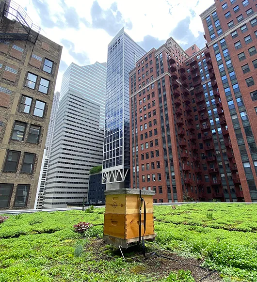 Alvéole beehive on a green rooftop surrounded by city skyscrapers, Lincoln Property beekeeping program
