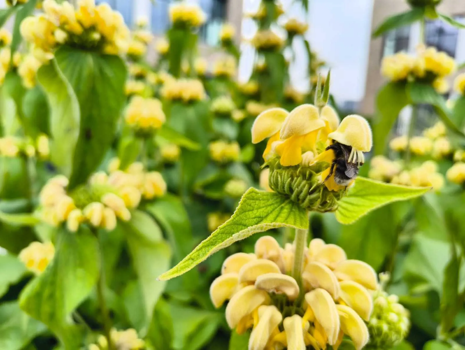 A bumblebee pollinating a yellow flower in an urban rooftop garden with a building visible in the background
