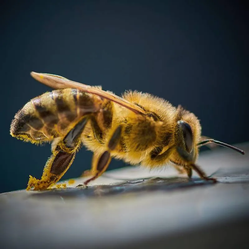 Close-up macro photo of a worker honey bee carrying yellow pollen, photographed against a dark background