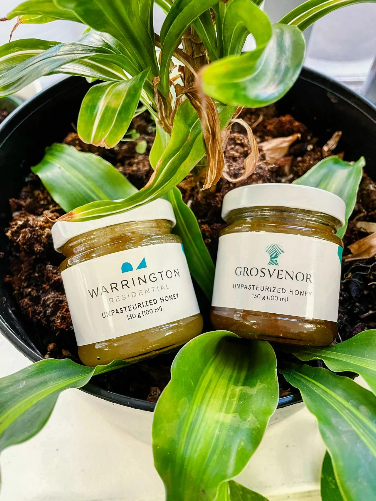 Two custom-branded Alvéole honey jars for Warrington Residential and Grosvenor, nestled in a houseplant
