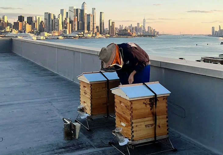 A beekeeper inspecting two beehives on a rooftop overlooking the Hudson River and NYC skyline at dusk