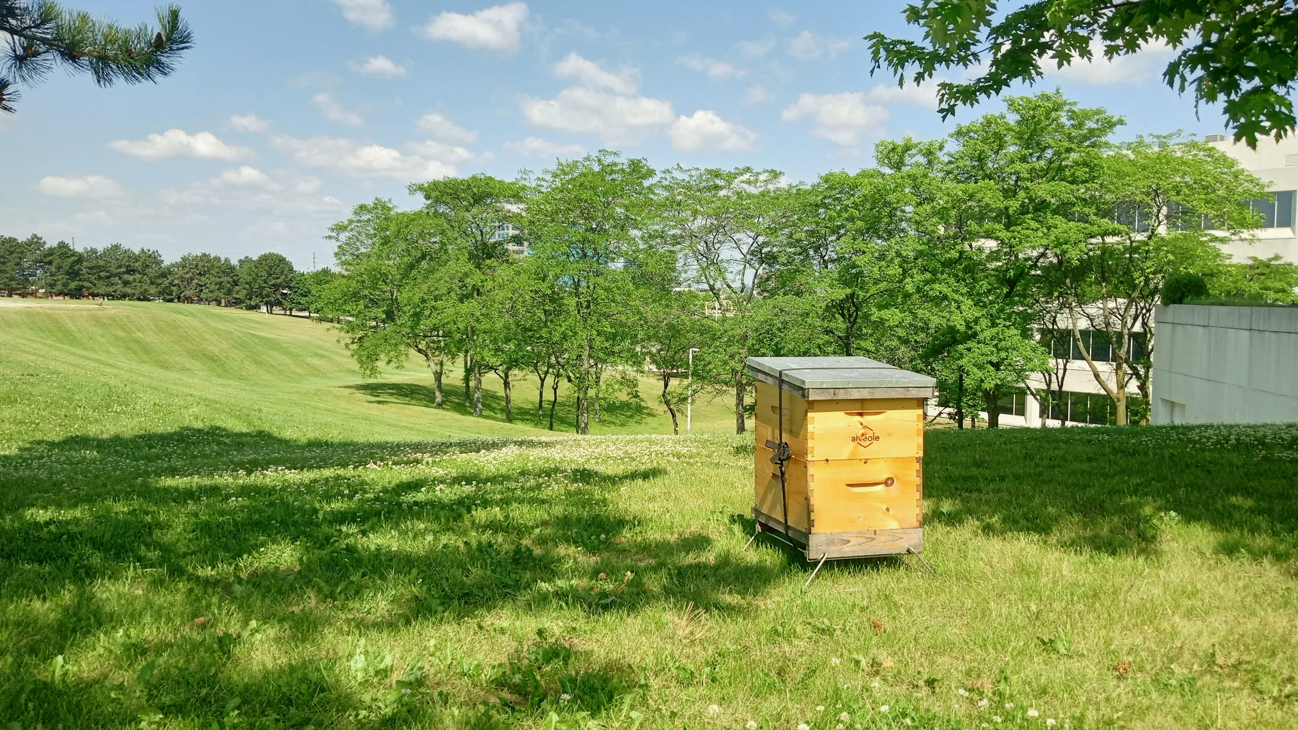 An Alveole beehive placed on a green campus lawn surrounded by trees on a sunny day