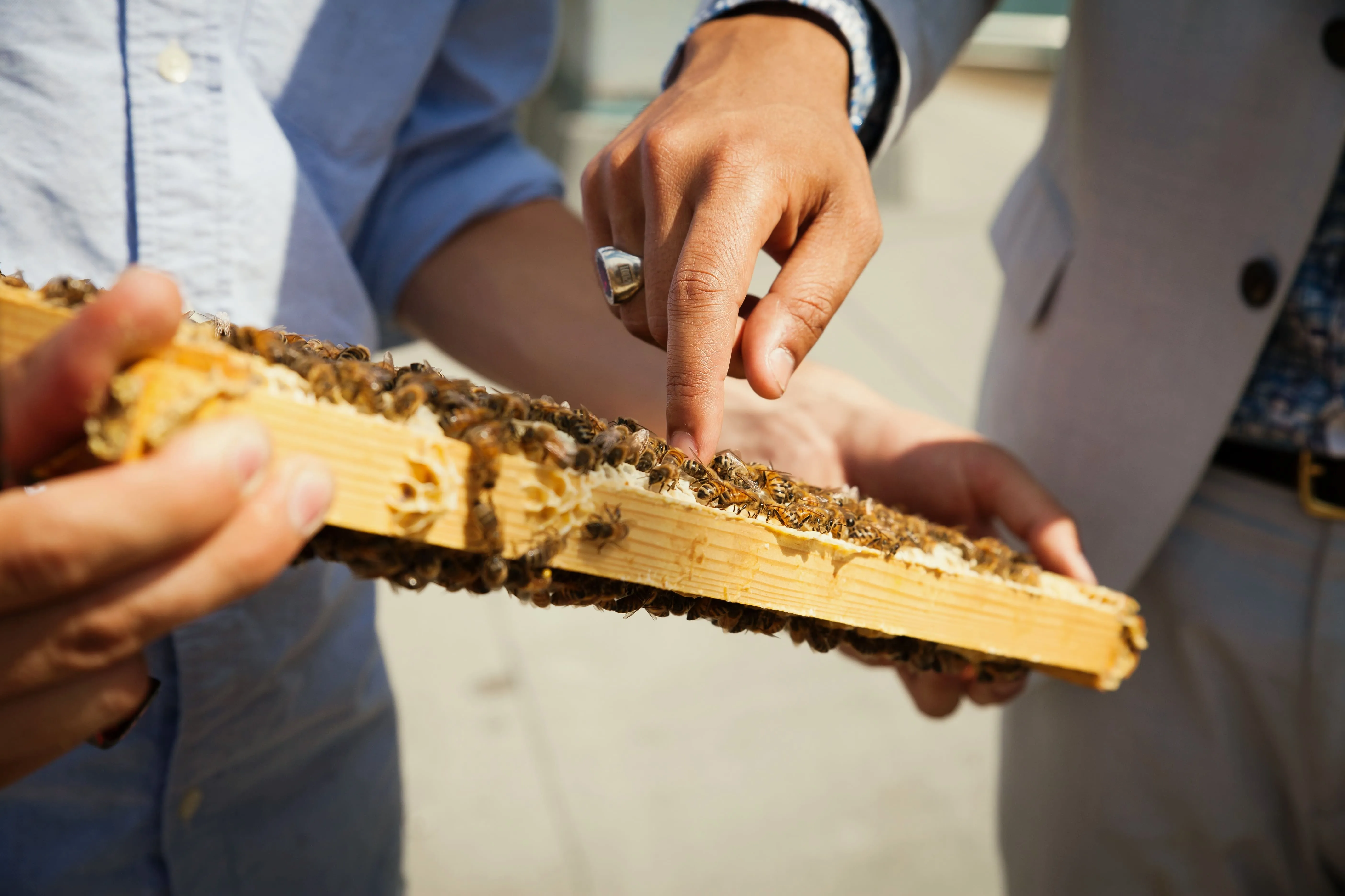 A person in business attire pointing at live bees on a honeycomb frame held by an Alveole beekeeper