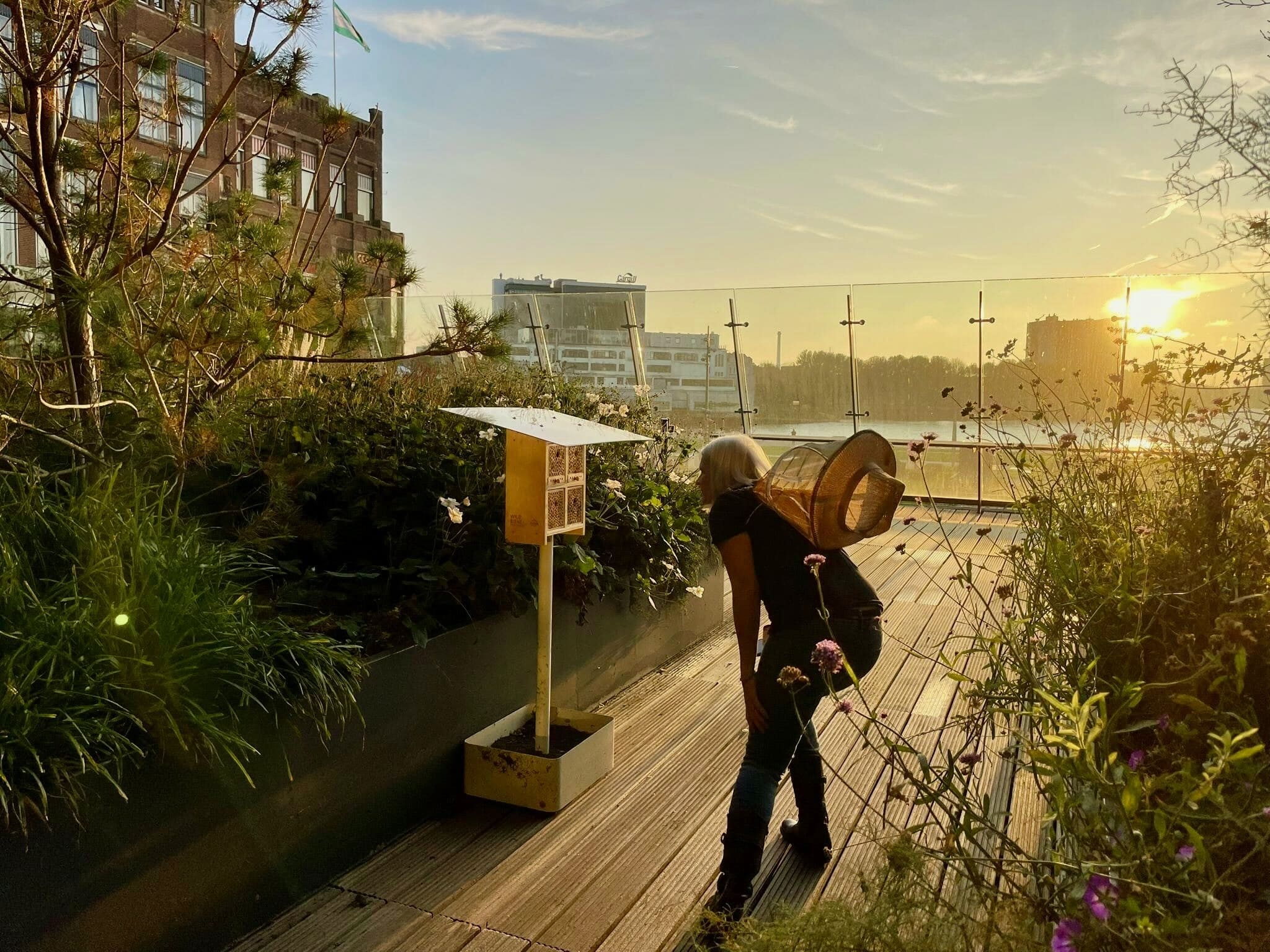 A person tending to an Alveole wild bee home on a rooftop garden terrace at golden hour sunset