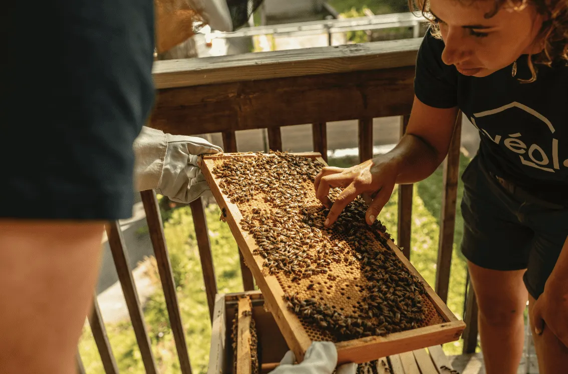 An Alveole beekeeper pointing at bees on a honeycomb frame with a participant during an outdoor hive inspection
