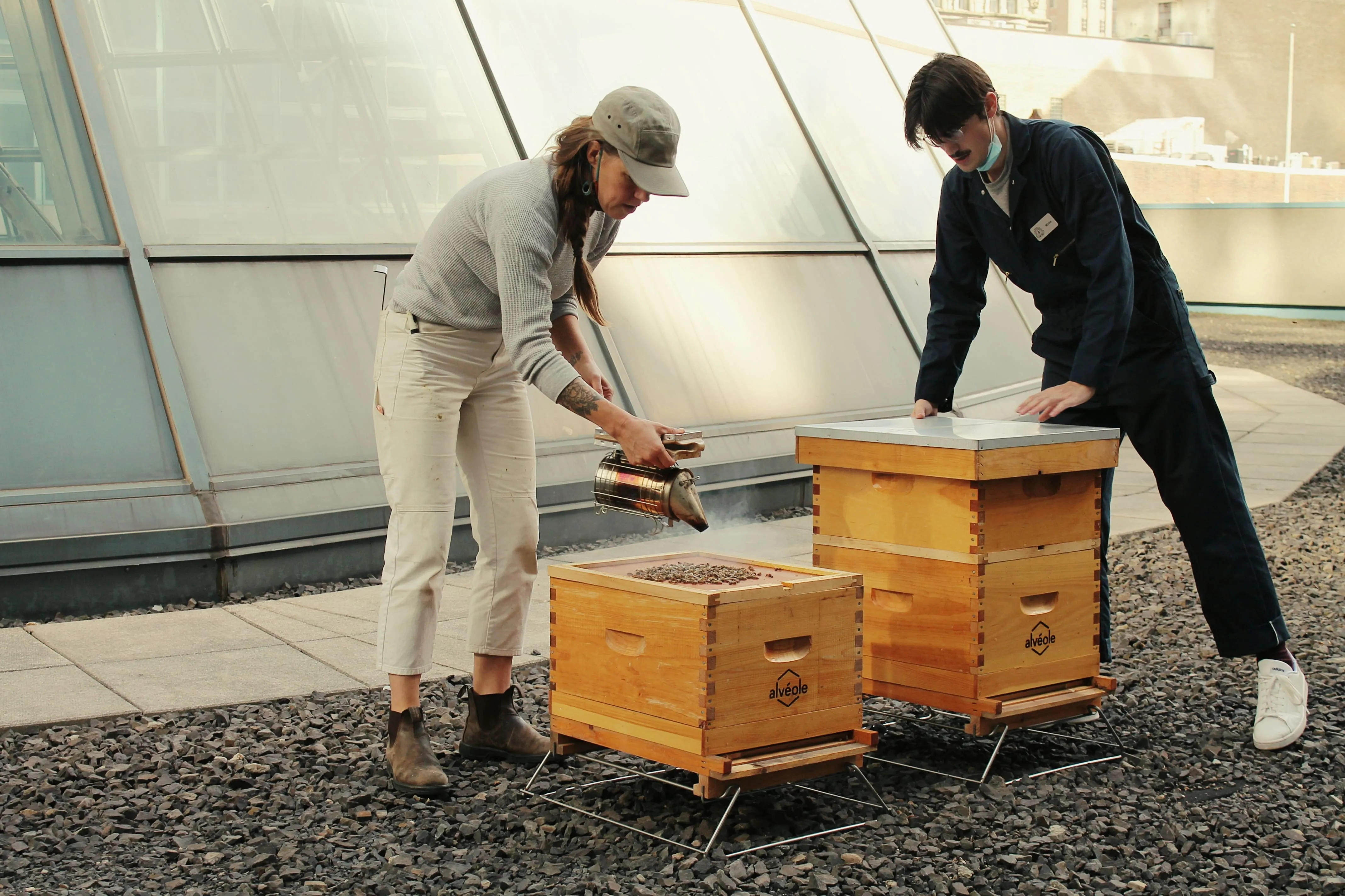 Two people using a smoker to inspect Alveole beehives on a rooftop in front of a modern glass building