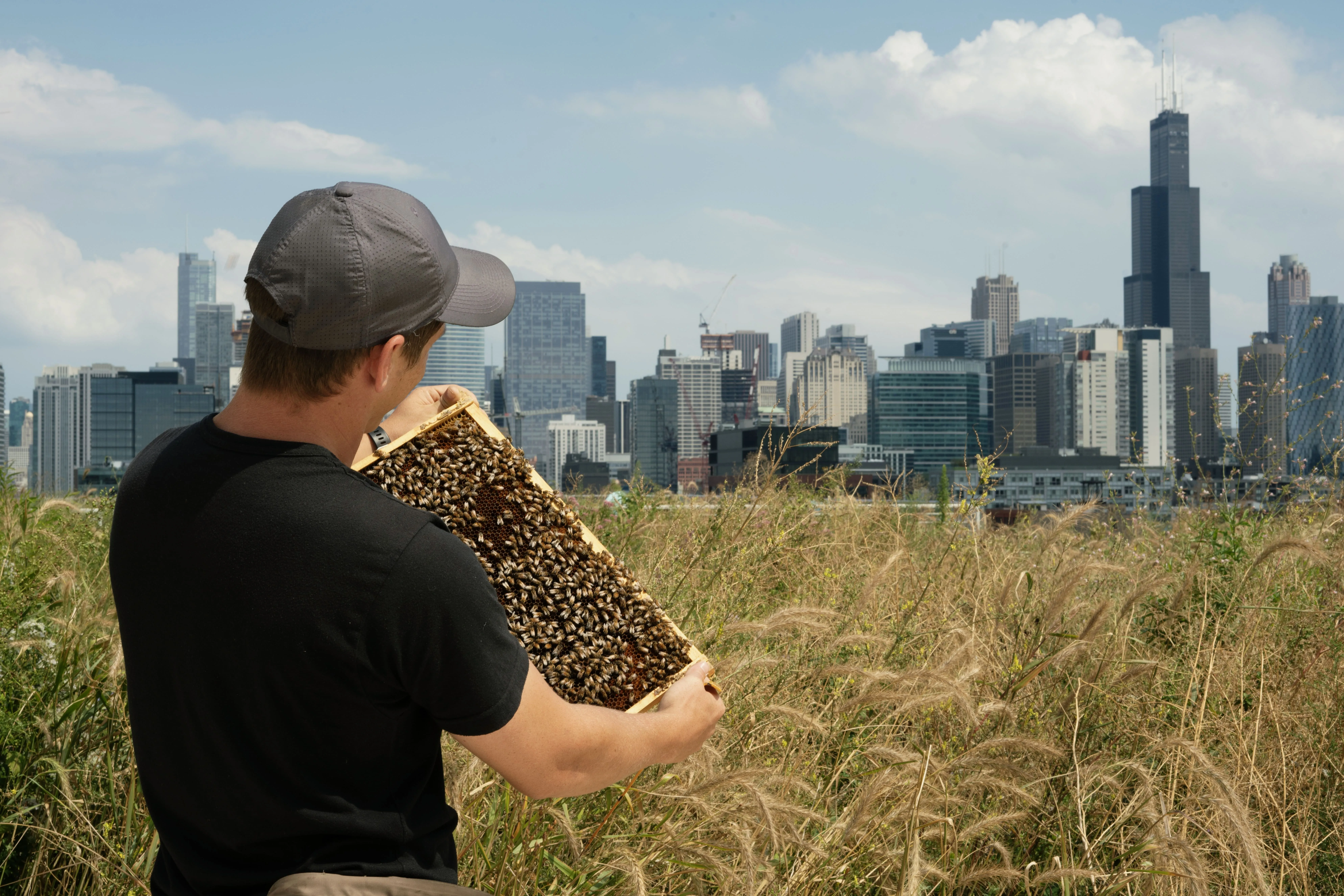 A beekeeper holding a honeycomb frame with his back to the Chicago skyline and Willis Tower