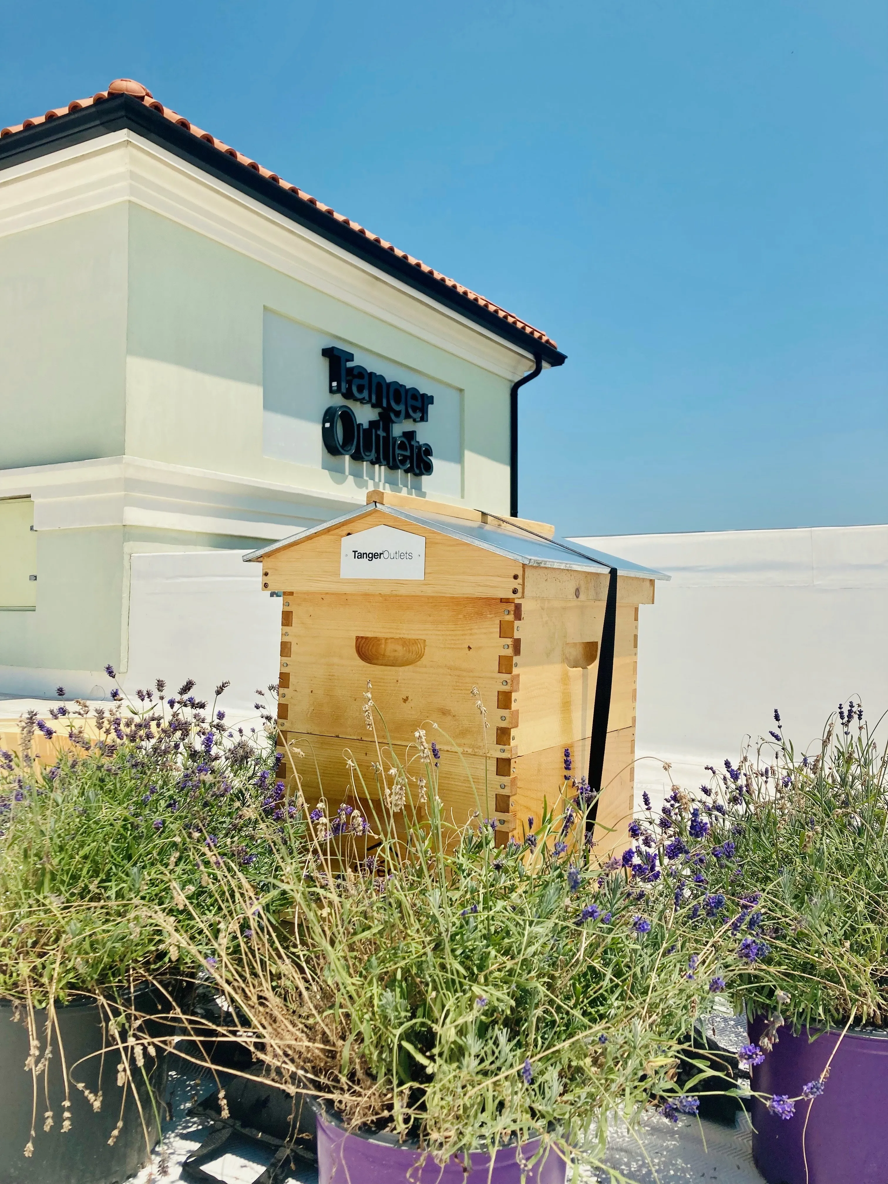 A Tanger Outlets branded beehive surrounded by lavender in front of a Tanger Outlets building on a sunny day