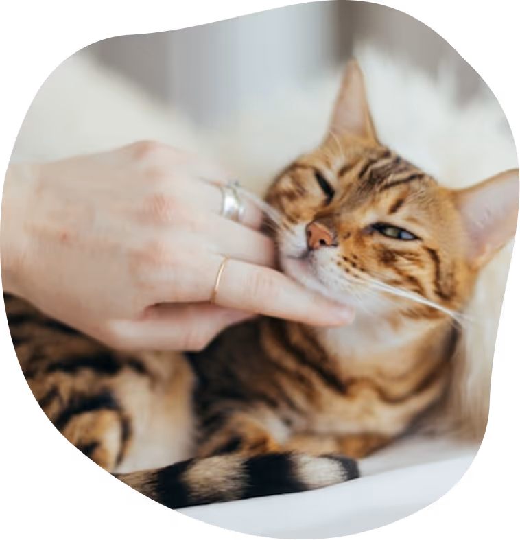 Chat tigré se faisant caresser sous le menton par une main humaine.