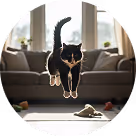 Chat noir sautant dans un salon avec un canapé gris et des jouets sur le sol.