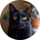 Portrait d’un chat noir aux yeux jaunes avec un arrière-plan flou de plantes en pot.