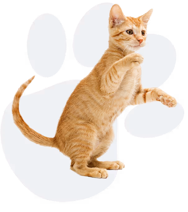 Chaton roux en position debout sur ses pattes arrière avec les pattes avant levées.