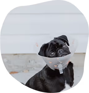 Petit chien noir portant un collier élisabéthain transparent avec motifs de pattes rouges.