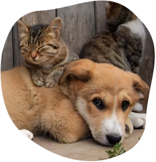 Un chiot beige couché sur le sol avec un chat tigré endormi sur son dos, près d'un autre chat tigré de dos.