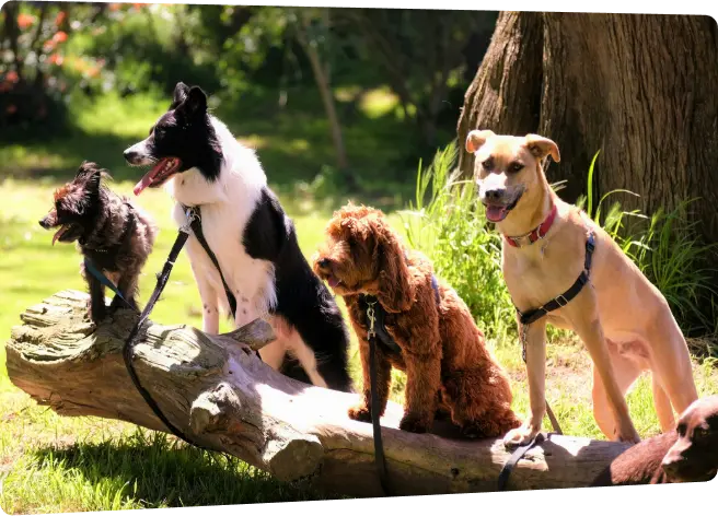 dogs sitting on a log