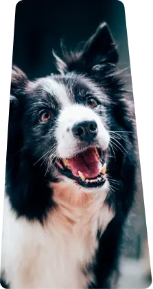 border collie looking upward