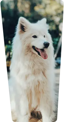 samoyed dog with tongue sticking out