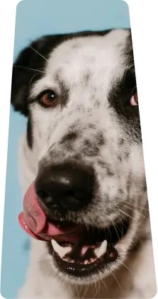 black and white dog licking its lips