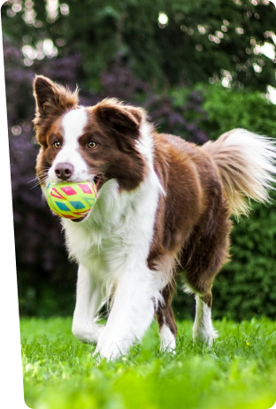 border collie with a ball