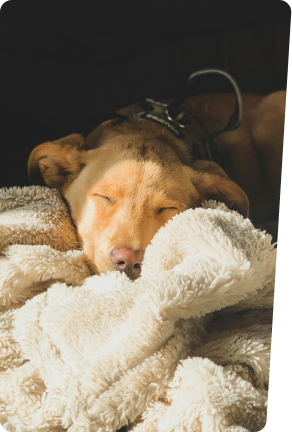 dog sleeping on pillow and blanket