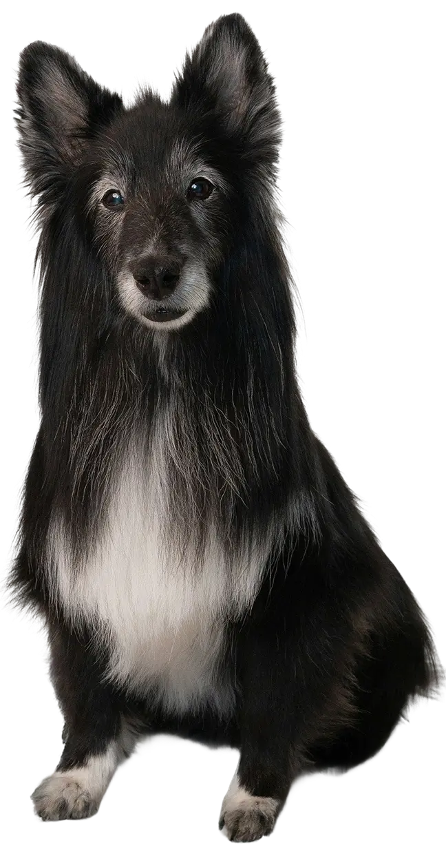 sheepdog looking forward