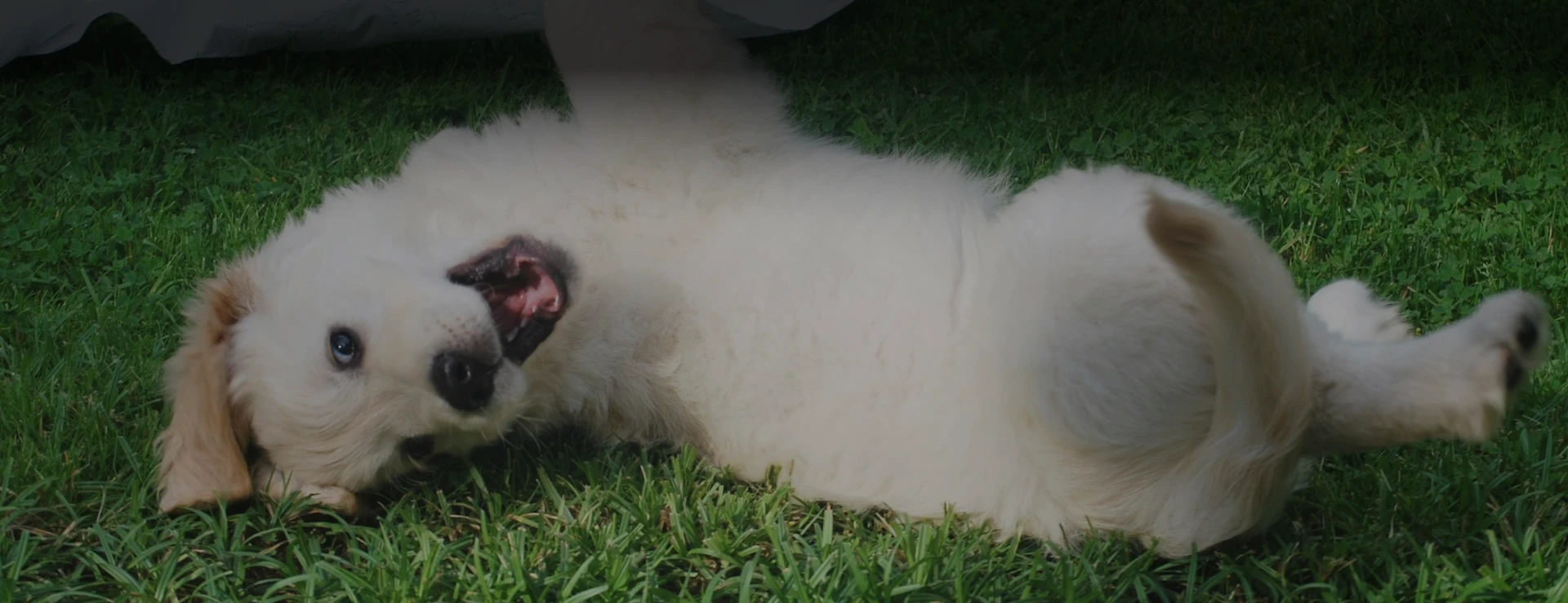 happy dog rolling in the grass