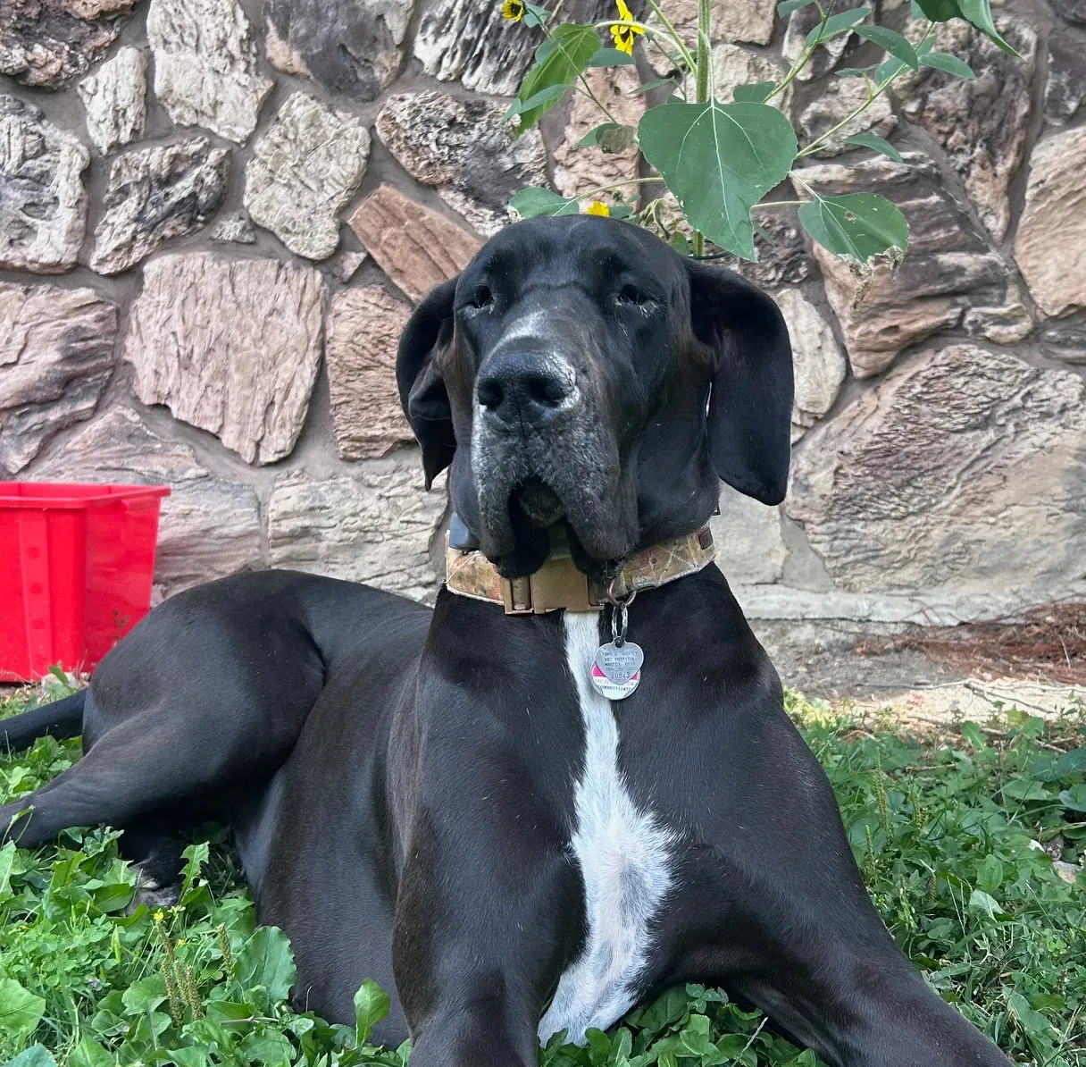 lincoln the great dane