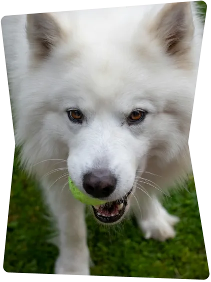 white dog with a ball in its mouth