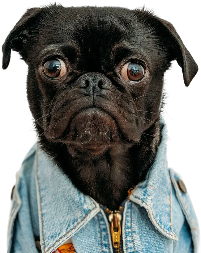 dog in a denim vest