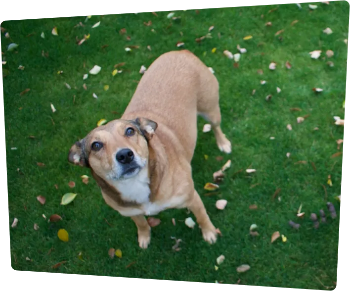 dog looking up on grass with leaves