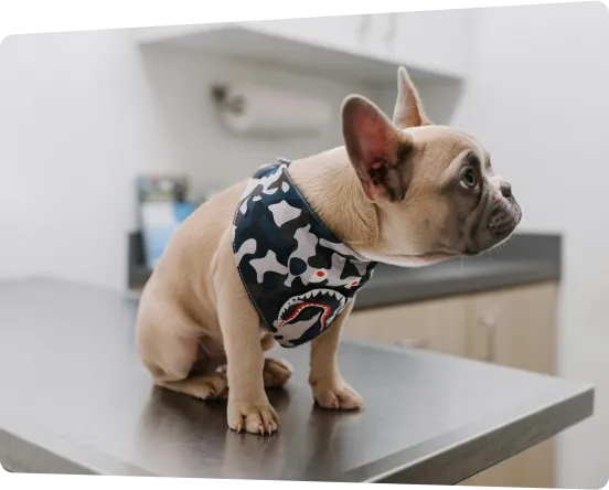 small dog with a bandana sitting on a table