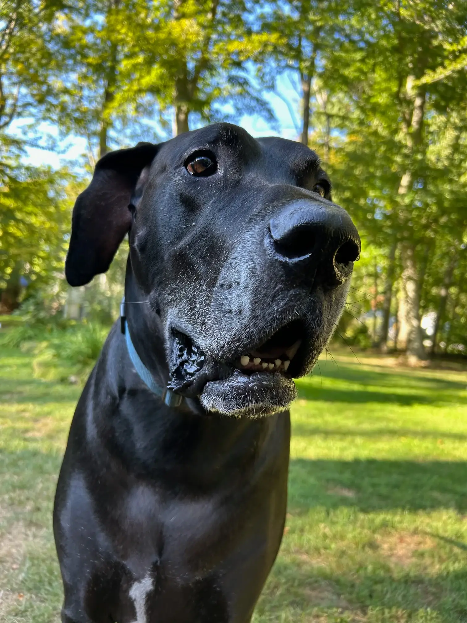 Lincoln headshot