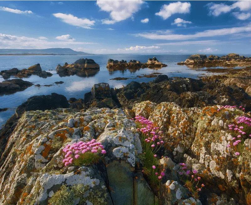 Rocky coastal landscape with pink flowers growing among lichen-covered rocks and calm ocean under a blue sky with scattered clouds.