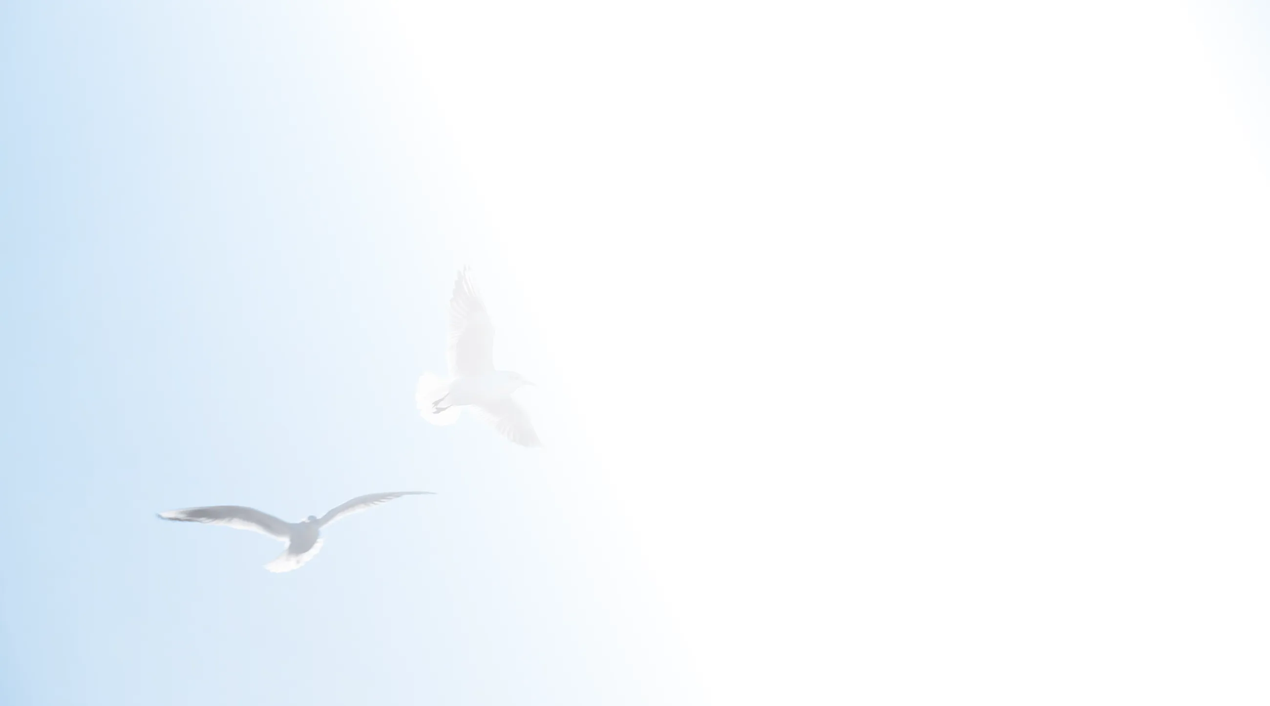 Doves flying in the sky