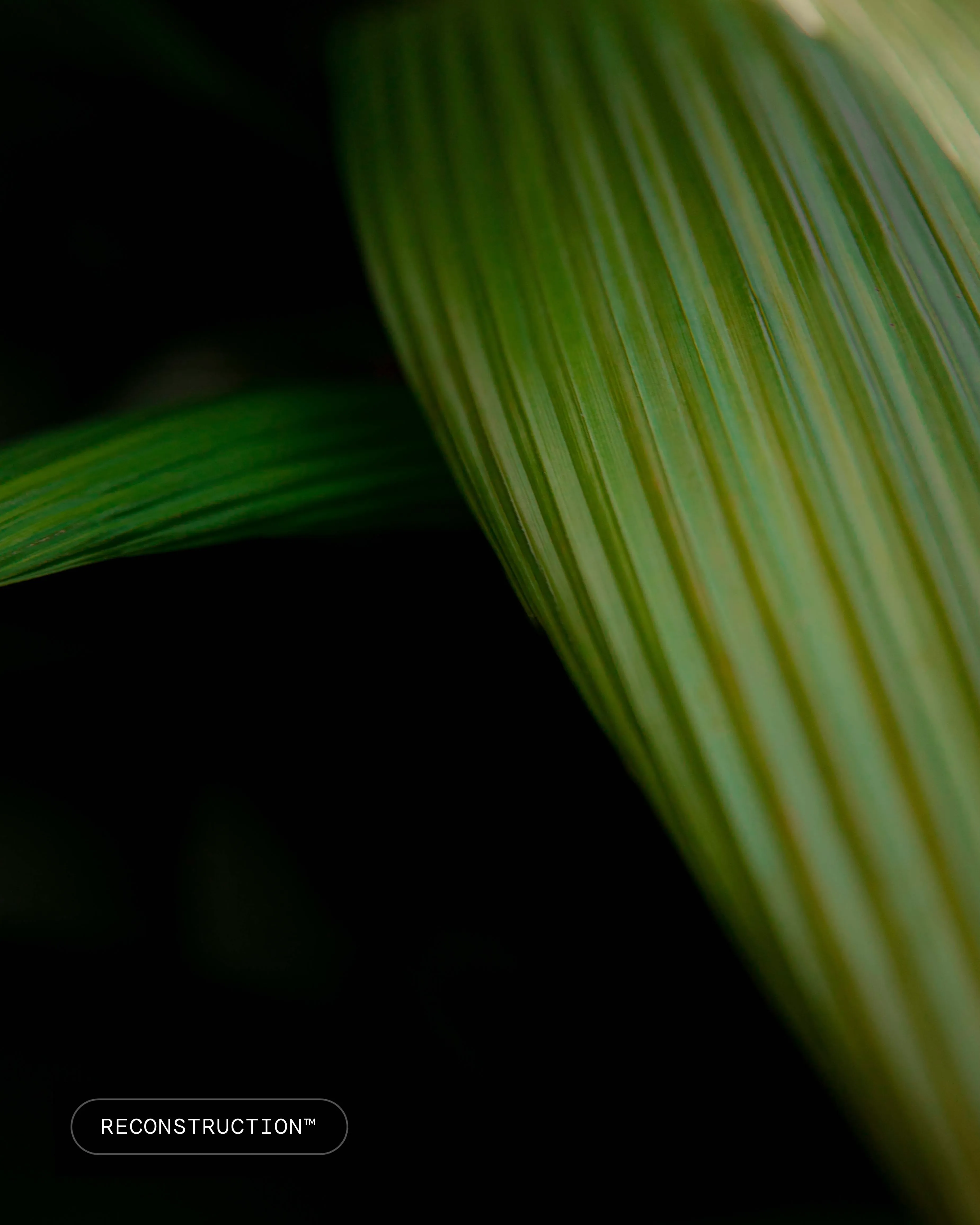 Close-up of a green leaf with prominent veins against a black background.