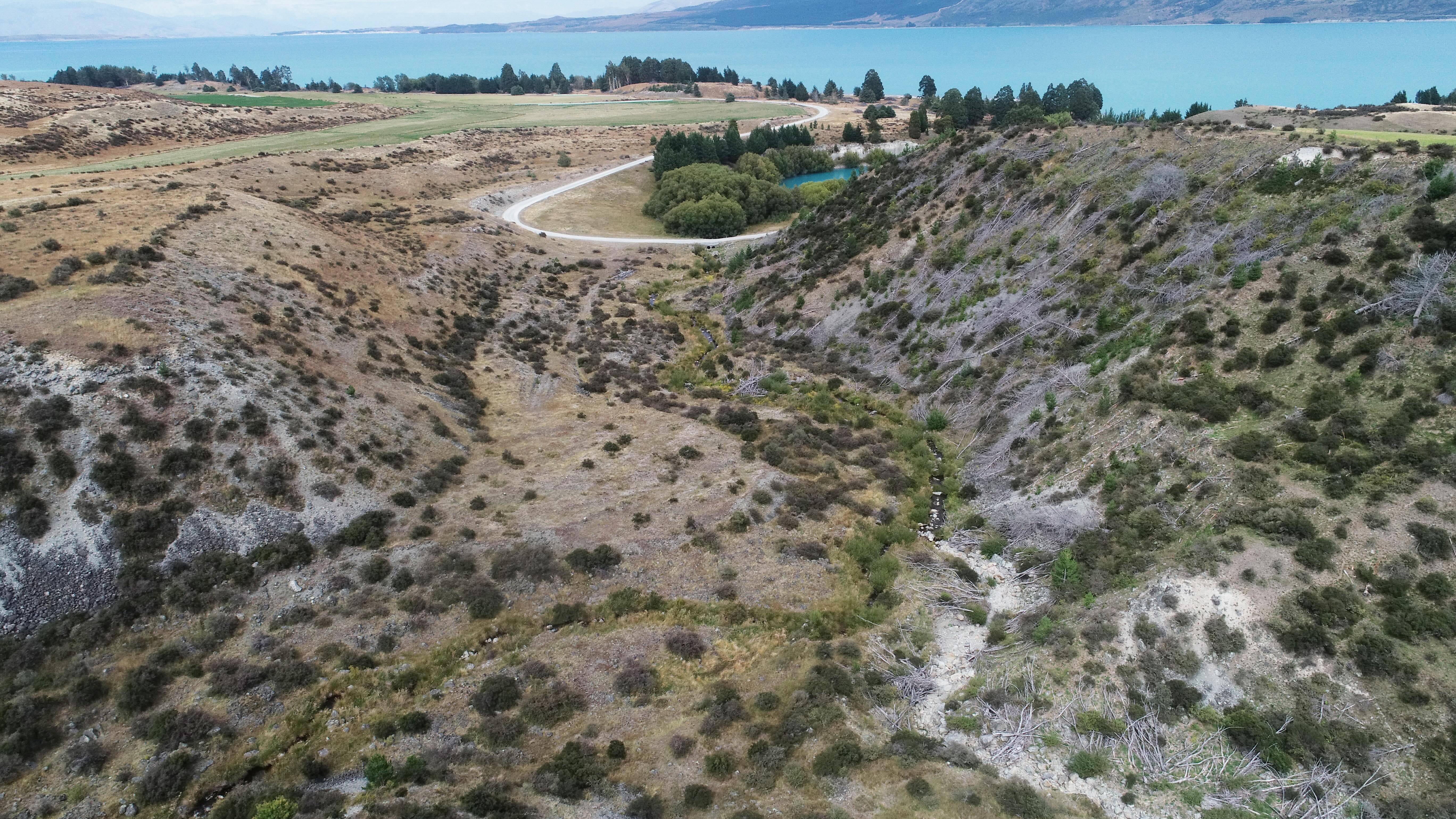 Restoration work and wilding pine removal in Boltons Gully