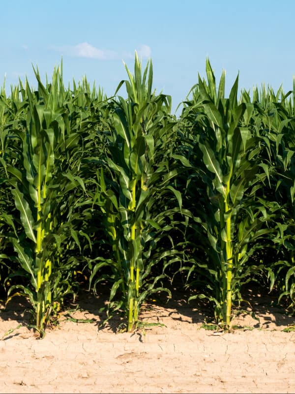 Abiotic Stress Management