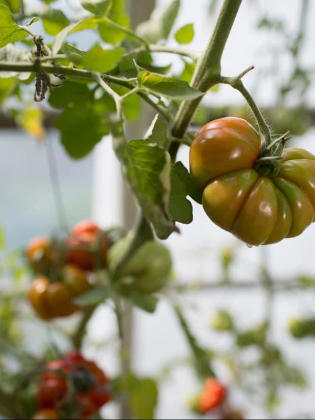 Mantis™ Gene Editing & Identification