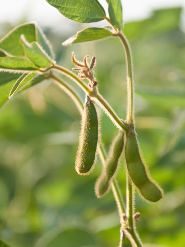 Transgenic Traits & Optimization