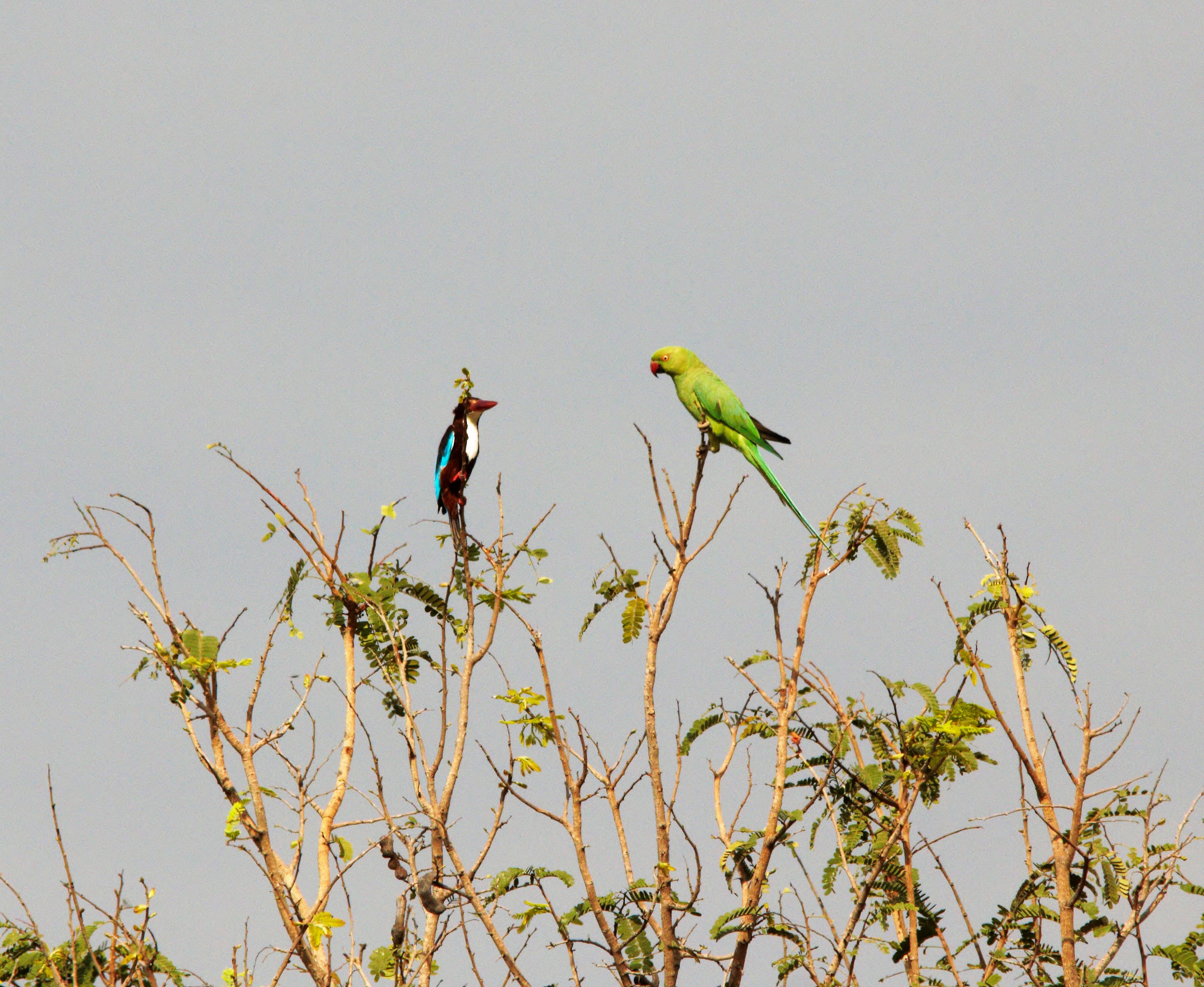 Where biodiversity returns