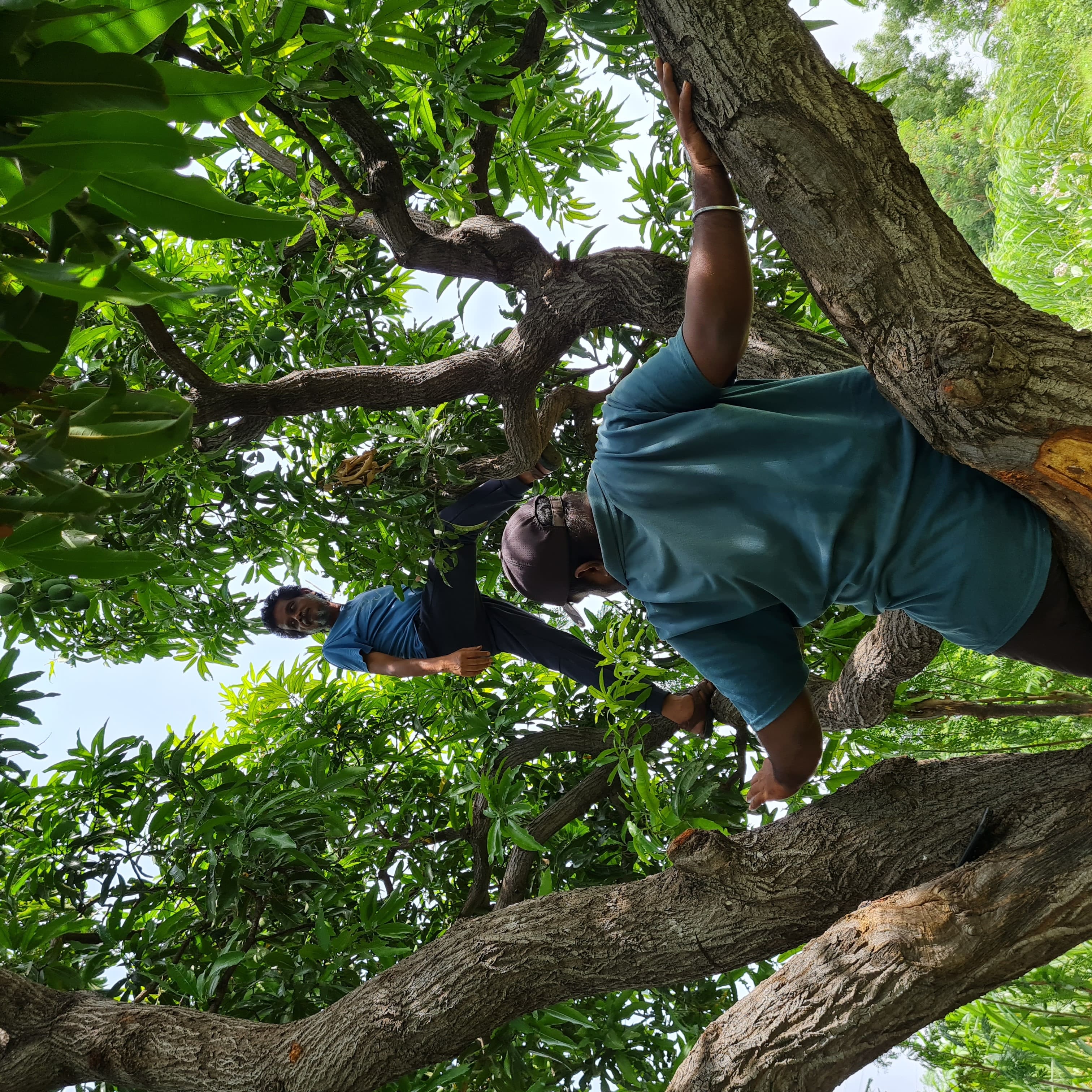 Climbing Mango