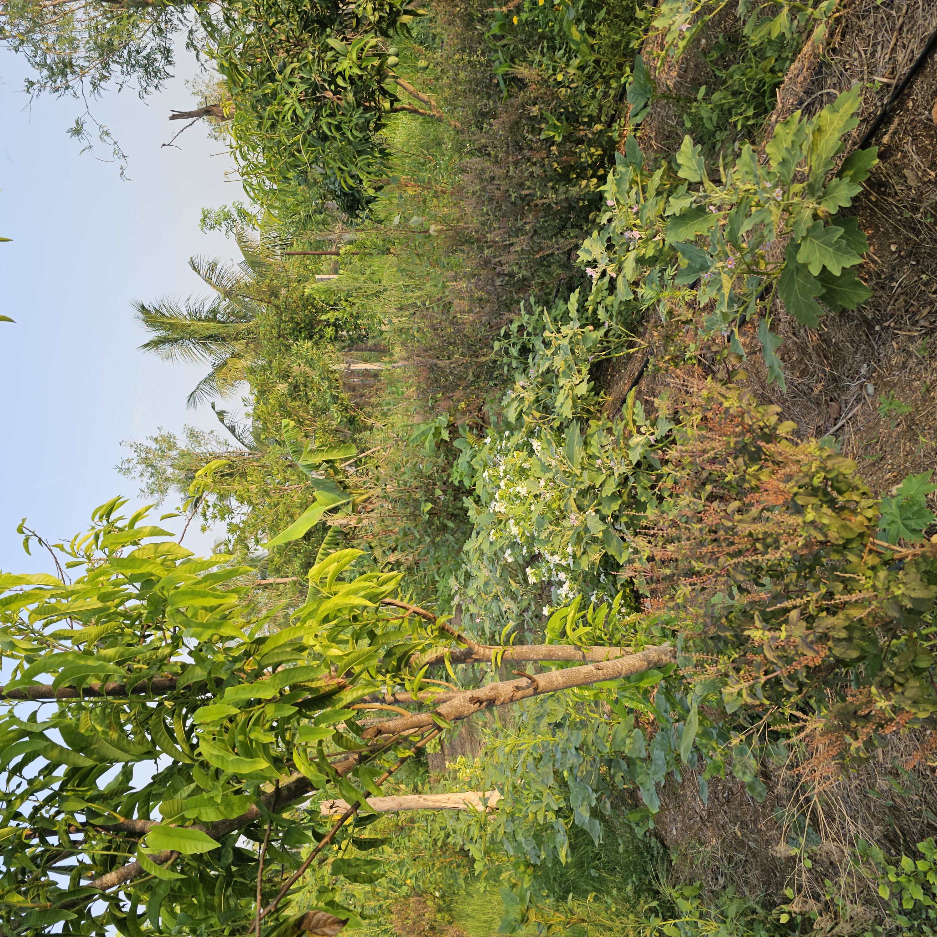 Anantgram transformation