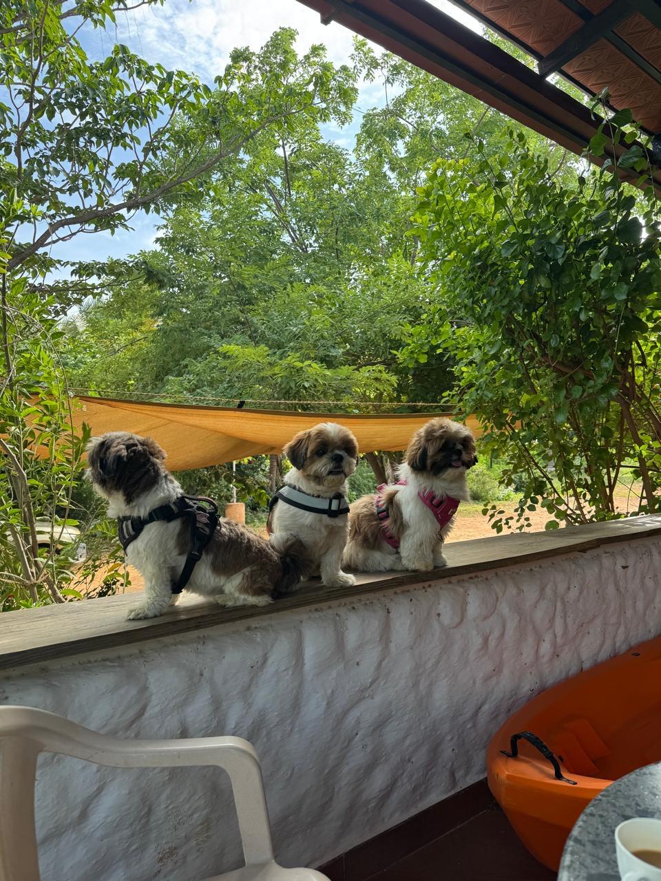 Pets at Agroforest