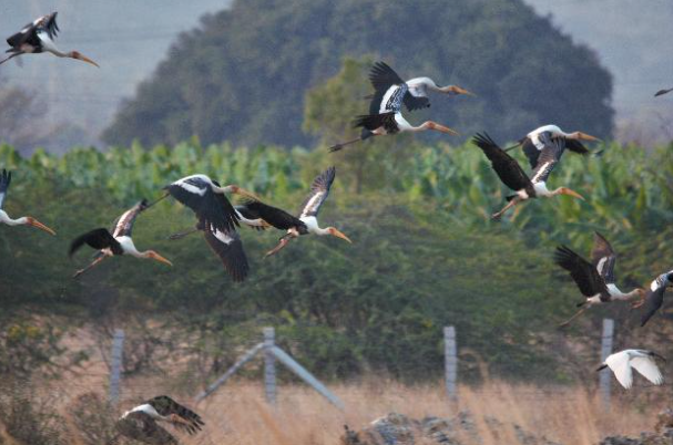 Birdlife at Anantgram